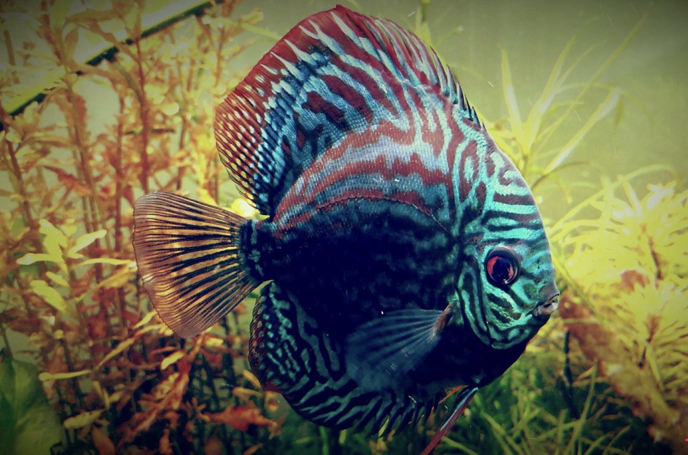 Discus turcoaz cu model spectaculos