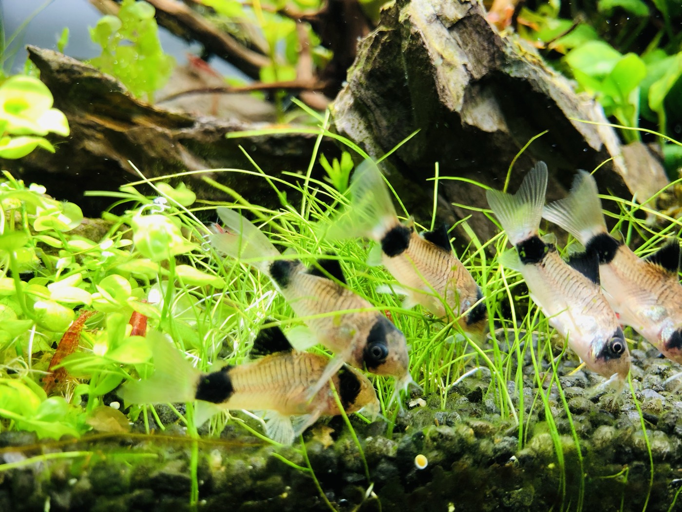 Corydoras panda pe covor de hairgrass