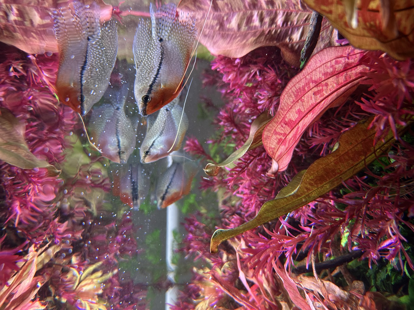 Gurami perlat printre tulpini de rotala roz