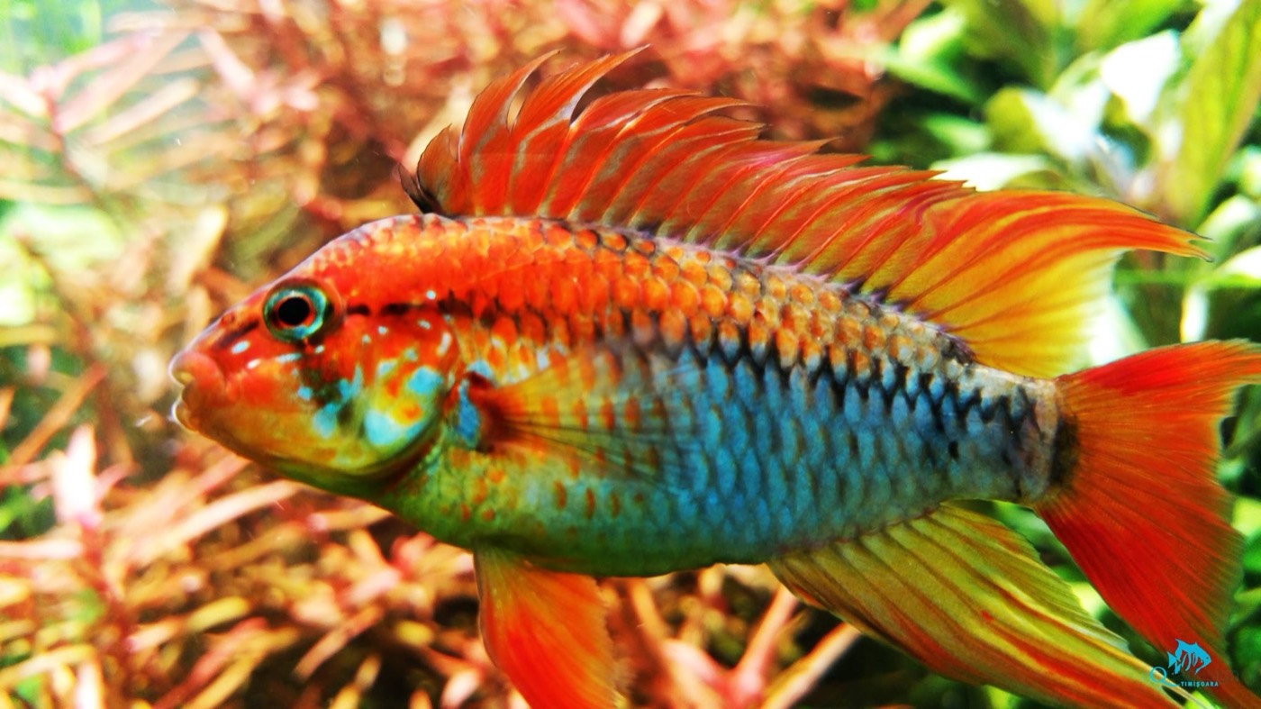 Apistogramma viejita în culori intense