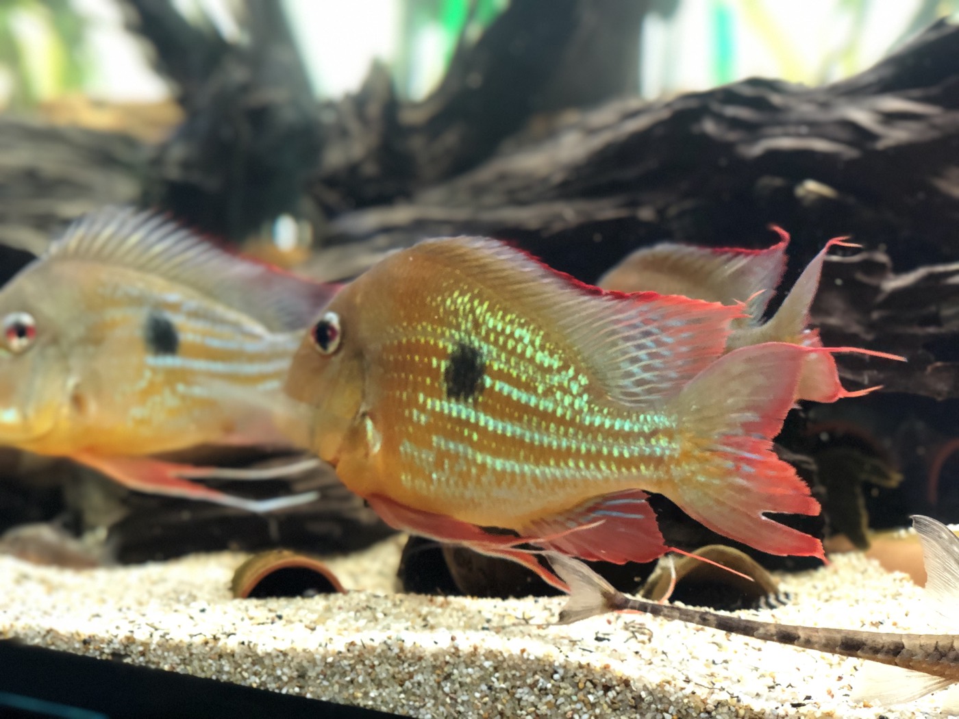 Pereche de geophagus deasupra nisipului
