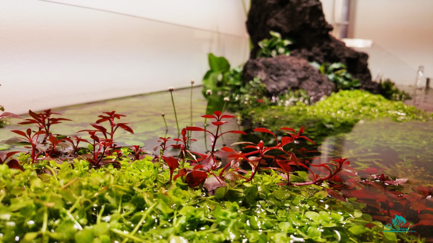 Rotala emersă crescând peste piatră vulcanică