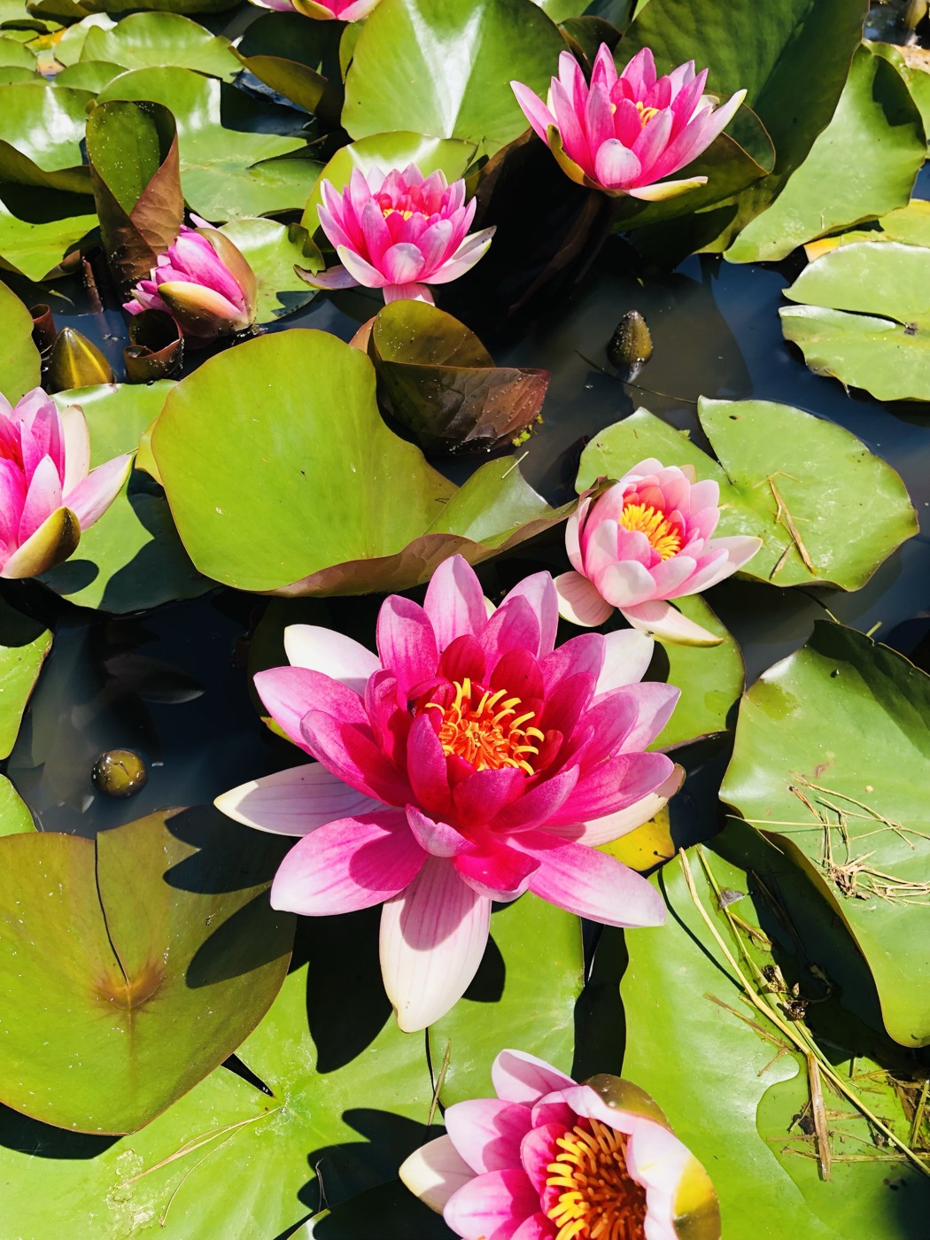 Pond de terasă cu nuferi înfloriți