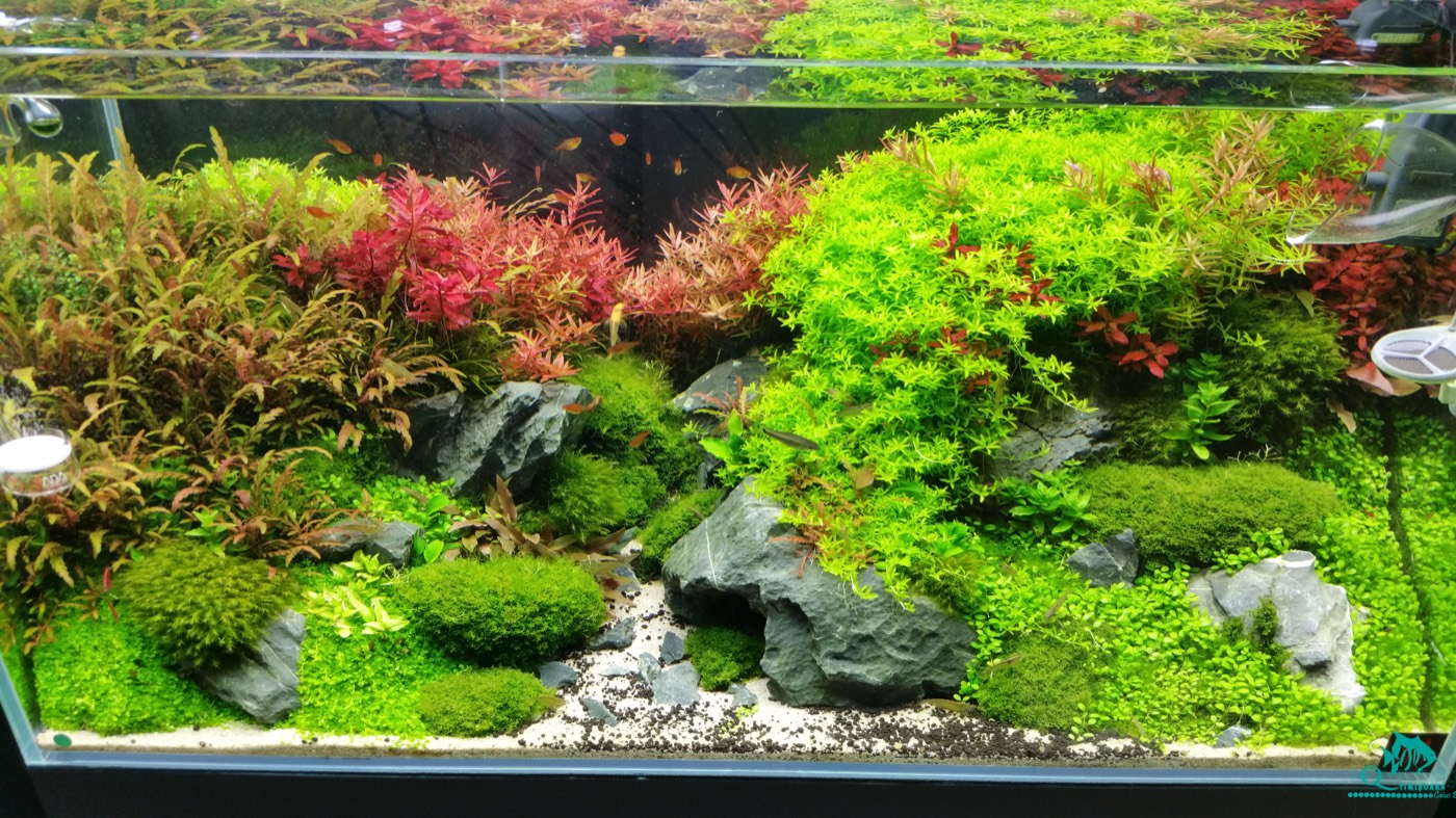 Aquascape cu cărare de pietriș, mușchi și plante roșii
