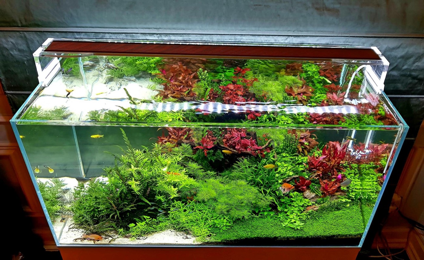 Acvariu rimless cu contrast puternic între plante roșii și verzi