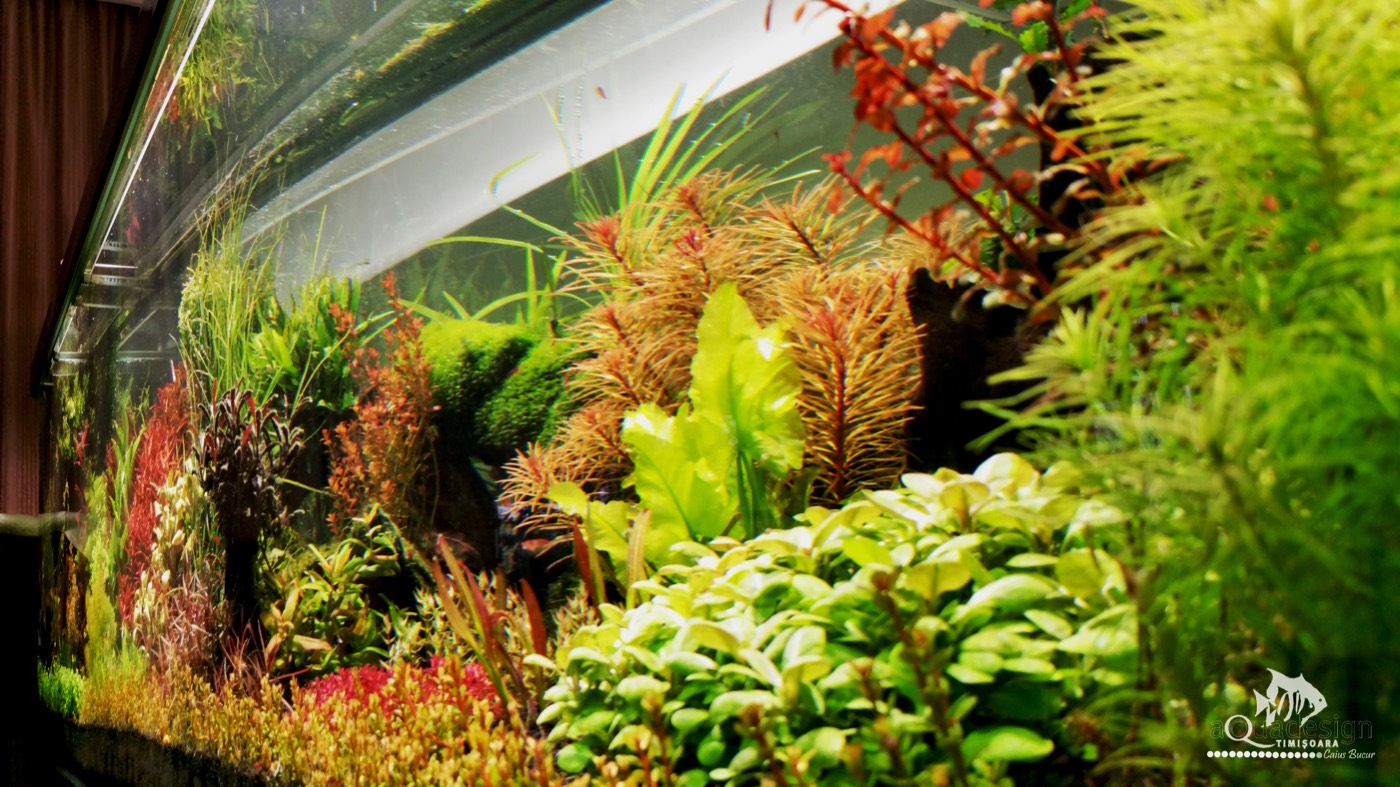 Detaliu dintr-un aquascape dens, stil olandez