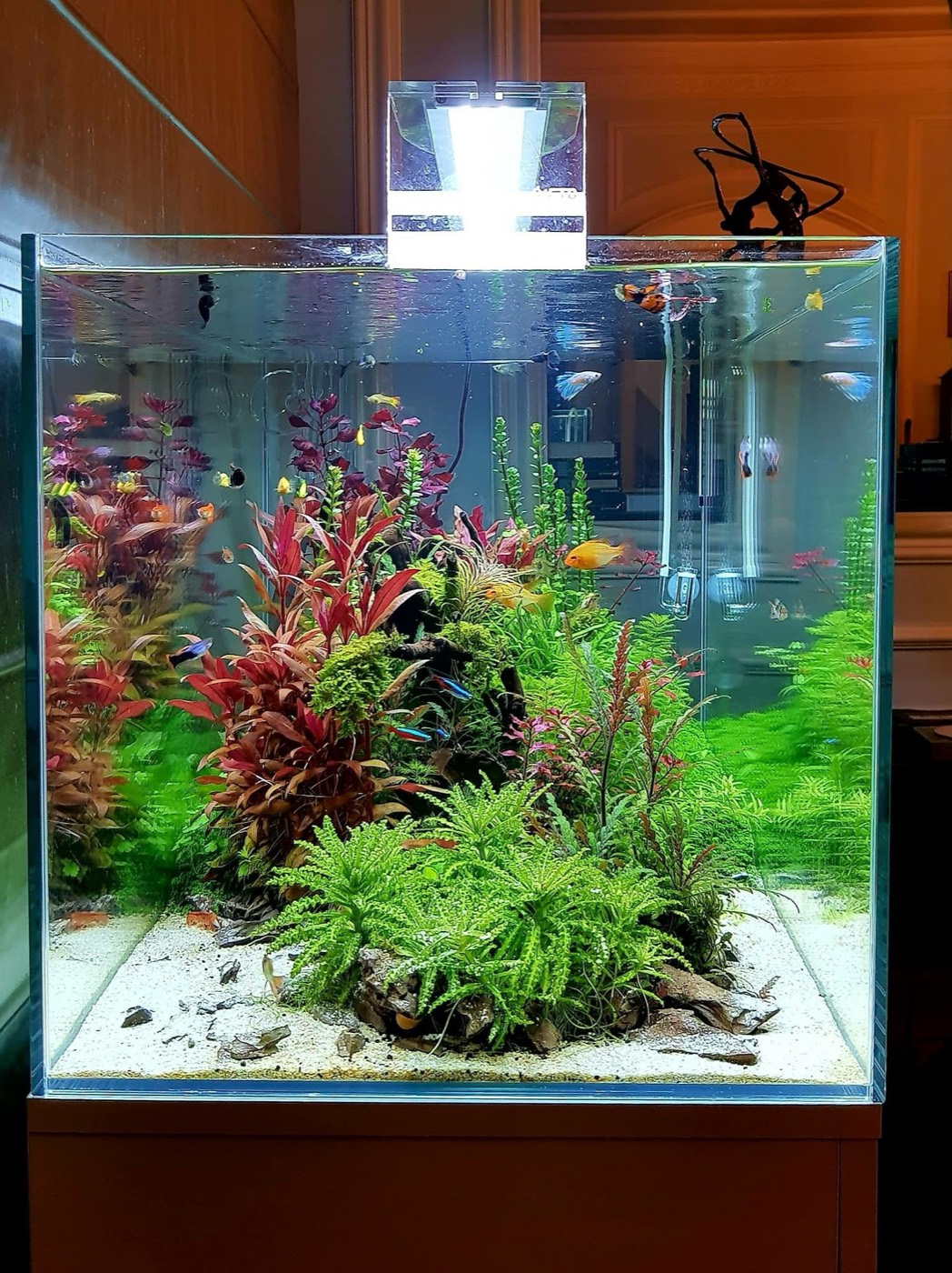 Cub rimless plantat într-un interior elegant