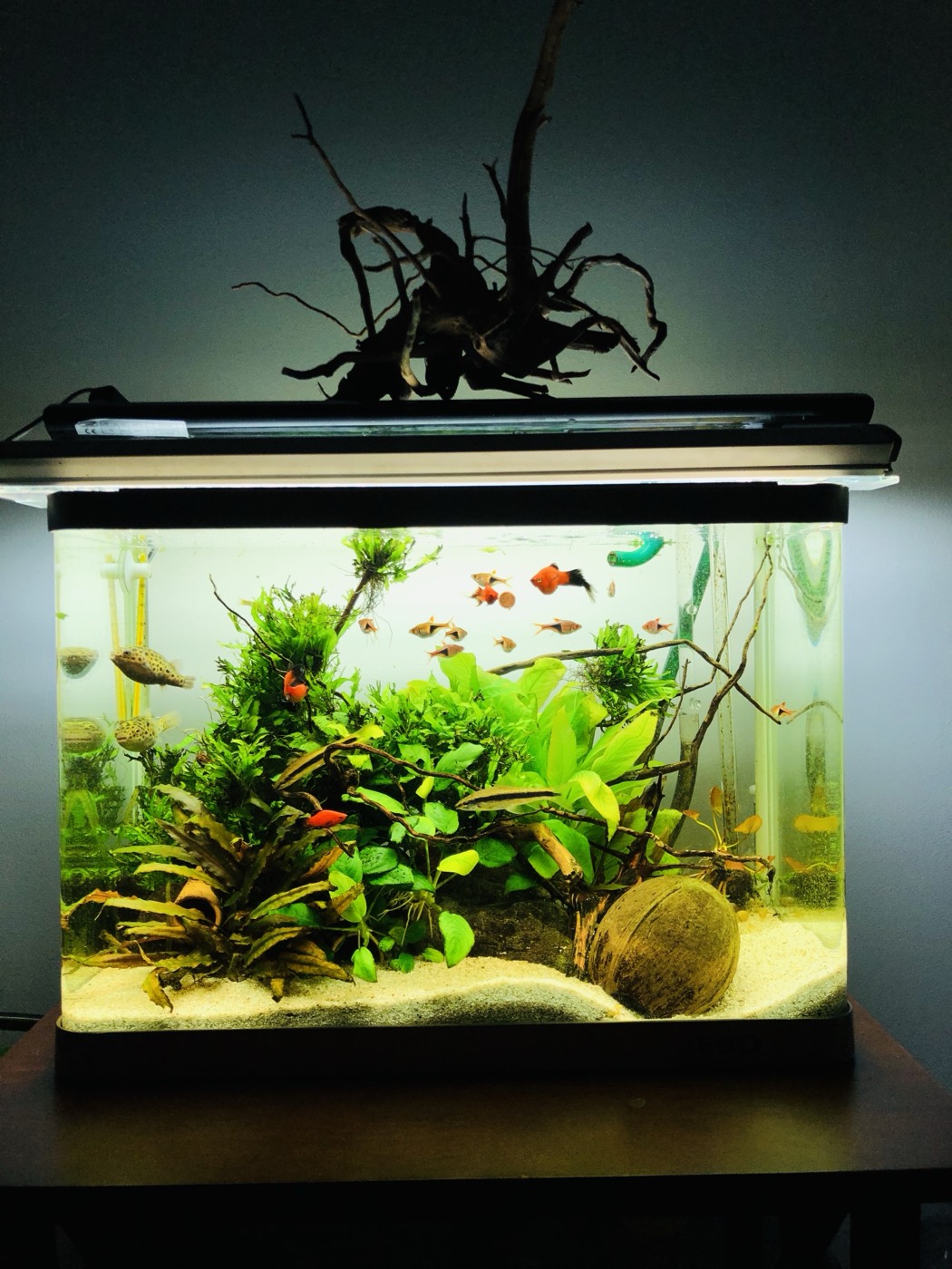 Nano-acvariu cu coroană de driftwood iluminată din spate