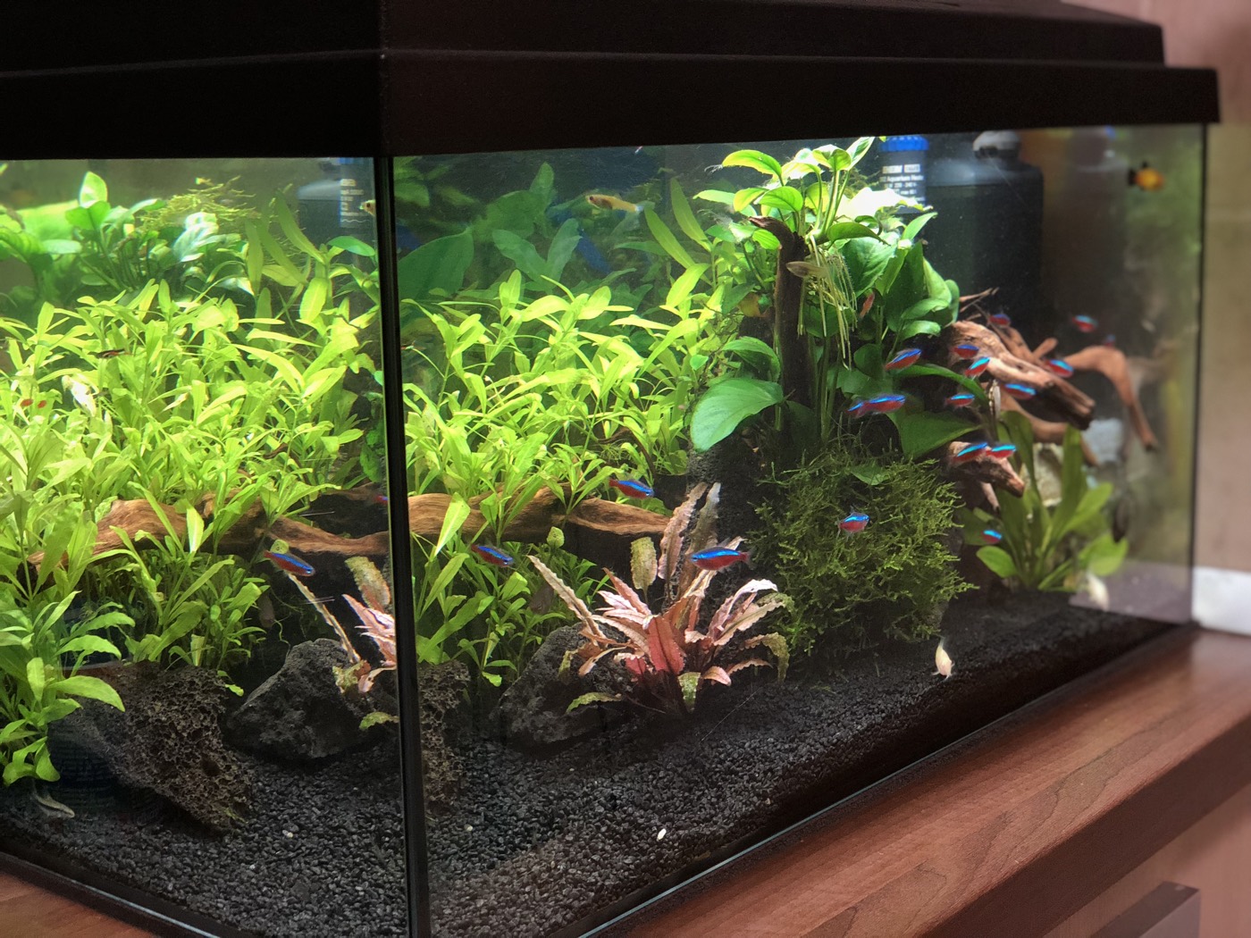 Acvariu comunitar plantat, vedere din unghi